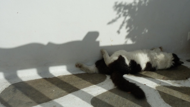 Mykonos cat 12.JPG